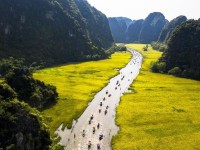 Tam Cốc, Ninh Bình: Cánh đồng lúa vào mùa đẹp nhất trong năm